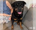 Small #11 Rottweiler Mix