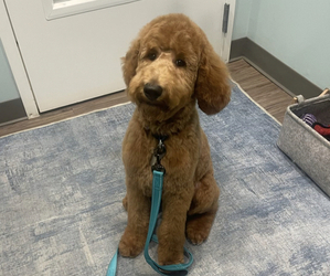 Goldendoodle Puppy for sale in LANCASTER, SC, USA