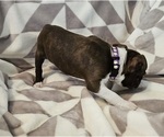Small Photo #4 Boston Terrier Puppy For Sale in SALINA, KS, USA
