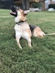 Small Photo #4 German Shepherd Dog Puppy For Sale in ARLINGTON, TN, USA