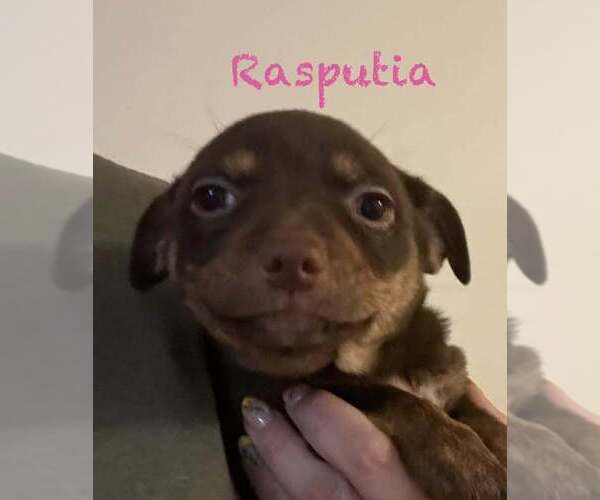 Medium Photo #1 Dachshund-Unknown Mix Puppy For Sale in Springdale, PA, USA