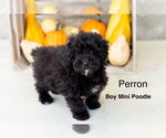 Small Poodle (Miniature)