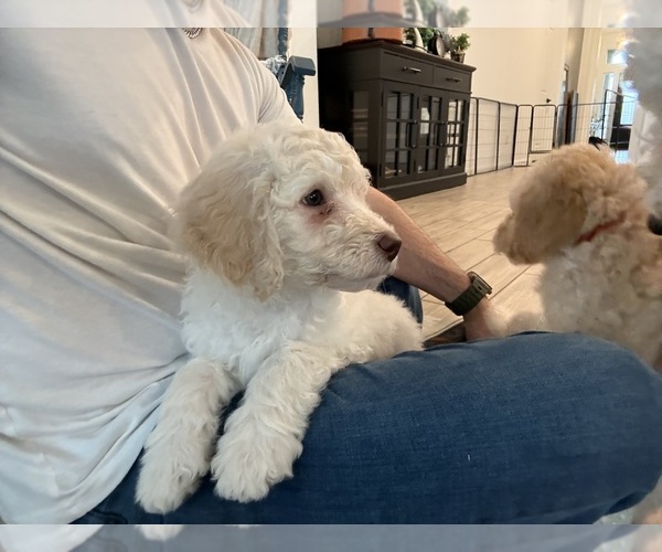 Medium Photo #10 Double Doodle Puppy For Sale in BULVERDE, TX, USA