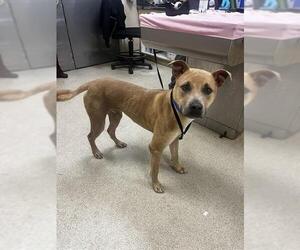 Mutt Dogs for adoption in Riverside, CA, USA