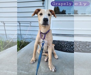 Labrador Retriever-Unknown Mix Dogs for adoption in pomfret, CT, USA
