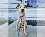 Small Labrador Retriever Mix