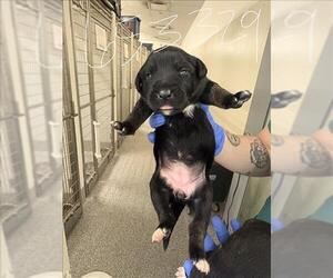 Labrador Retriever Dogs for adoption in Houston, TX, USA