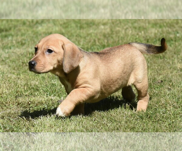 Medium Photo #5 Dachsador Puppy For Sale in Mechanicsburg, PA, USA