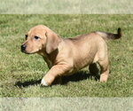 Small #4 Dachsador