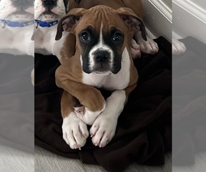 Boxer Puppy for sale in SWARTZ CREEK, MI, USA