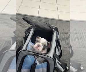 Mother of the French Bulldog puppies born on 02/15/2024