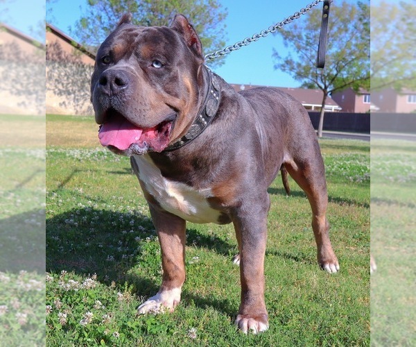 Medium Photo #19 American Bully Puppy For Sale in LOS ANGELES, CA, USA