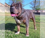 Small Photo #19 American Bully Puppy For Sale in LOS ANGELES, CA, USA