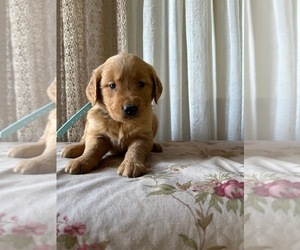 Golden Retriever Litter for sale in LATTA, SC, USA