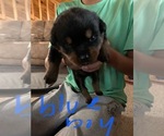 Small Photo #10 Rottweiler Puppy For Sale in BRADFORD, NY, USA