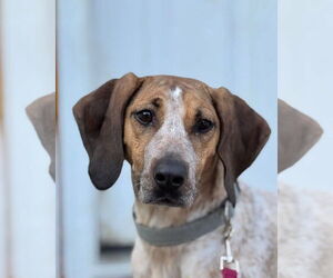 Mutt Dogs for adoption in Woodbury, NY, USA