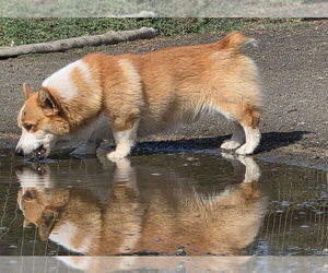 Father of the Pembroke Welsh Corgi puppies born on 08/08/2025