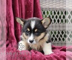 Small #3 Pembroke Welsh Corgi