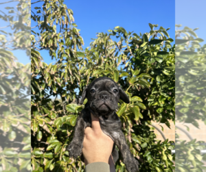 French Bulldog Puppy for sale in PACOIMA, CA, USA