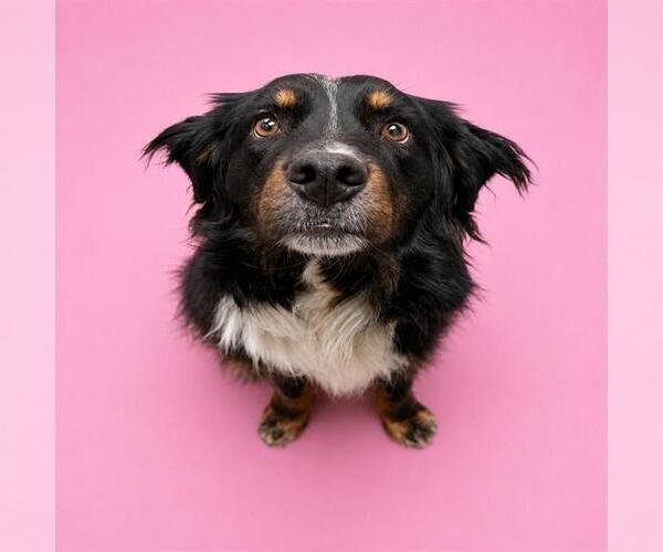 Medium Photo #1 Australian Shepherd Puppy For Sale in HESPERIA, CA, USA