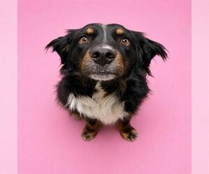 Australian Shepherd Dogs for adoption in HESPERIA, CA, USA