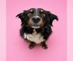 Small Australian Shepherd