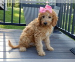 Small #3 Goldendoodle (Miniature)