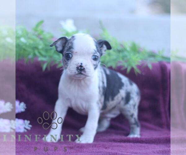 Medium Photo #5 Boston Terrier Puppy For Sale in PORT ROYAL, PA, USA