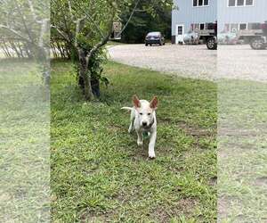 Mutt Dogs for adoption in pomfret, CT, USA