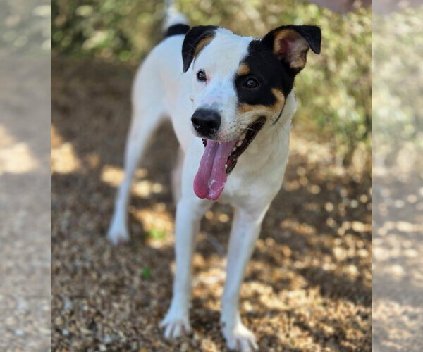 Medium Photo #4 Mutt Puppy For Sale in Anniston, AL, USA