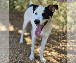 Ziggy - Male Mutt Dog for Adoption - Photo #4