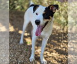 Small Photo #4 Mutt Puppy For Sale in Anniston, AL, USA