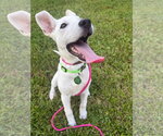 Small #8 white german shepherd Mix