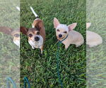 Small #3 Chihuahua Mix