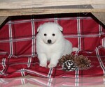 Small #2 American Eskimo Dog