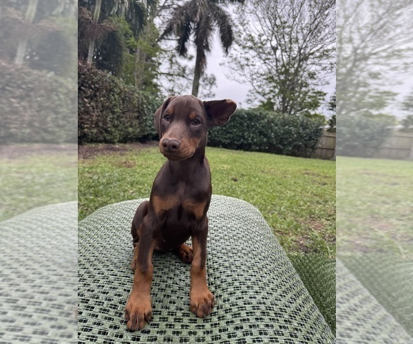 Medium Photo #4 Doberman Pinscher Puppy For Sale in JUPITER, FL, USA