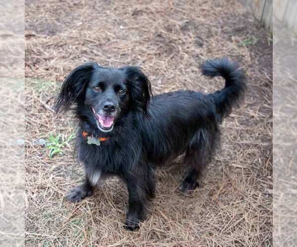 Medium Photo #3 Colonial Cocker Spaniel-Retriever  Mix Puppy For Sale in Kennesaw, GA, USA