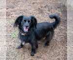 Small #2 Colonial Cocker Spaniel-Retriever  Mix