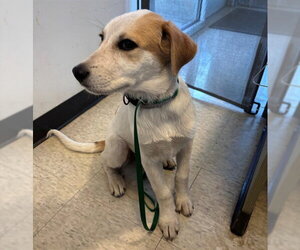 Great Pyrenees-Pointer Mix Dogs for adoption in Plano, TX, USA