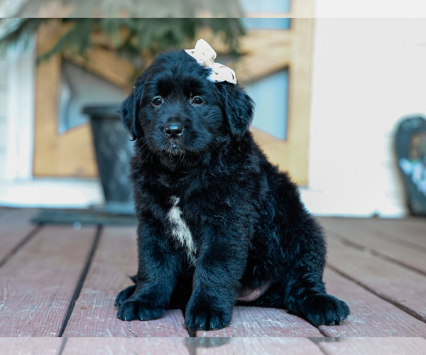 Medium Photo #2 Australian Retriever Puppy For Sale in LIBERTY, KY, USA