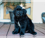 Small #1 Australian Retriever