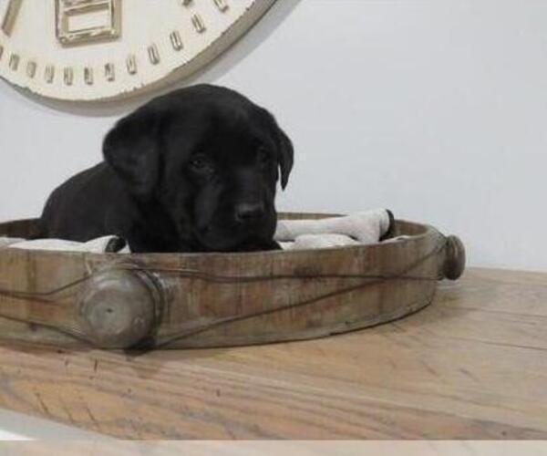 Medium Photo #3 Labrador Retriever Puppy For Sale in MILLERSBURG, OH, USA
