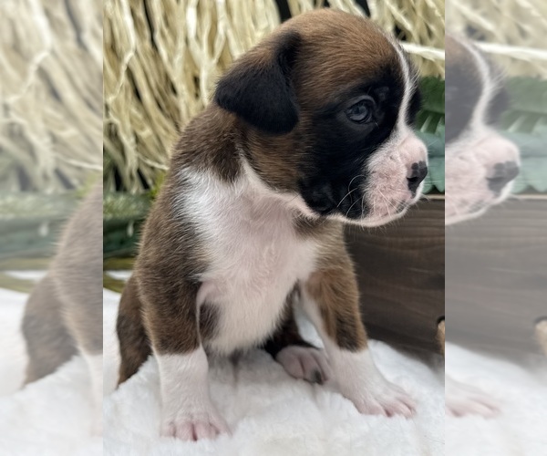 Medium Photo #6 Boxer Puppy For Sale in PAWNEE CITY, NE, USA