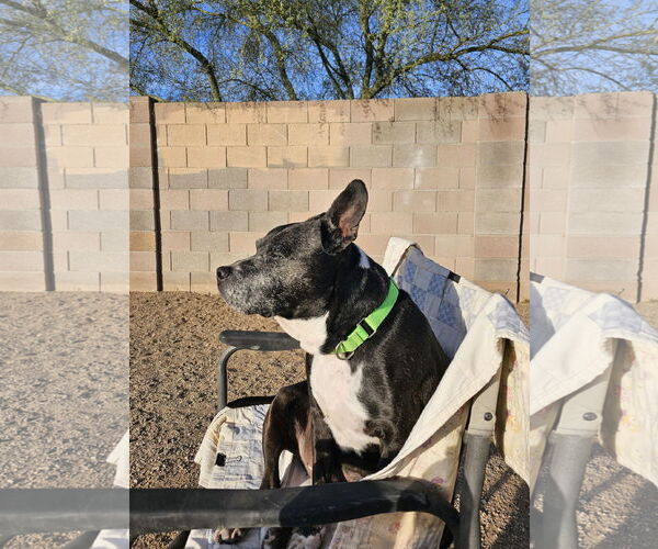 Medium Photo #5 American Staffordshire Terrier-Unknown Mix Puppy For Sale in Chandler, AZ, USA