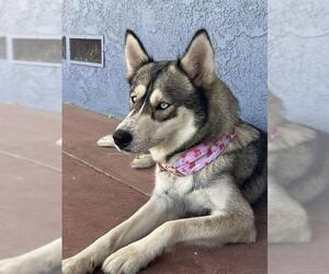 Siberian Husky Dogs for adoption in Long Beach, CA, USA