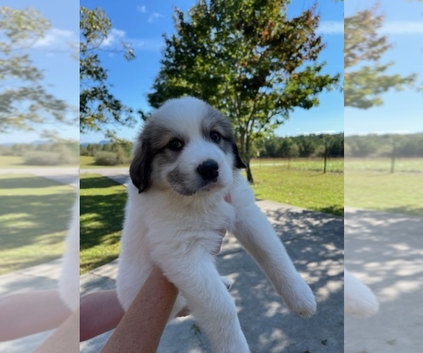 Medium Photo #6 Great Pyrenees Puppy For Sale in PICKENS, SC, USA