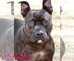 Small #4 American Staffordshire Terrier Mix