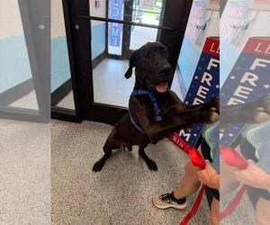 Great Dane-Unknown Mix Dogs for adoption in Front Royal, VA, USA