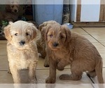 Small Photo #8 Goldendoodle Puppy For Sale in CASTRO VALLEY, CA, USA