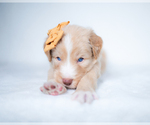 Small Photo #3 Bordoodle Puppy For Sale in CONWAY, MO, USA